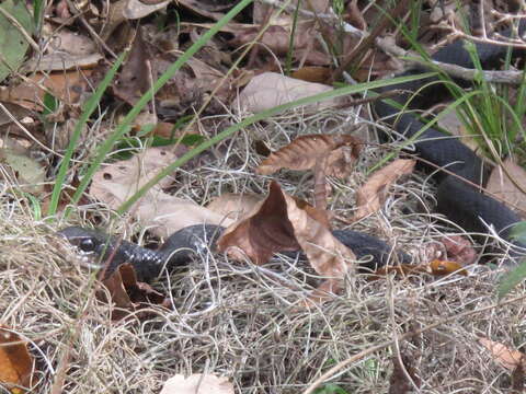 Coluber constrictor priapus Dunn & Wood 1939的圖片