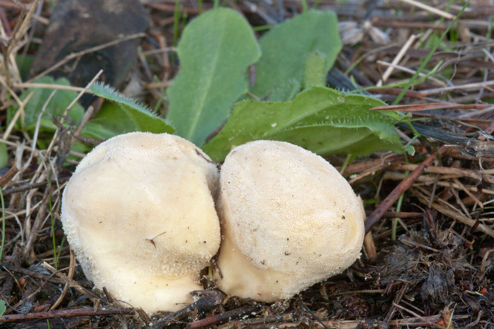 Image of Lycoperdon