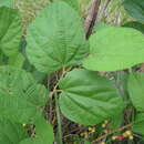 Sivun Grewia multiflora Juss. kuva