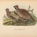 Image of Chinese Grouse