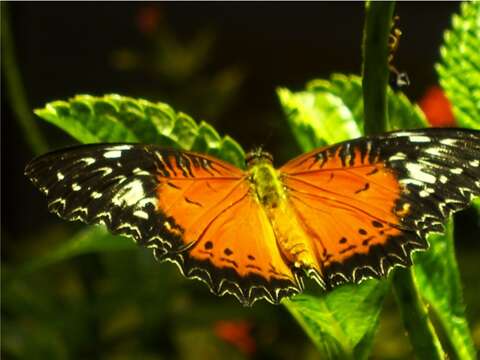 Image of Cethosia cyane Drury 1770