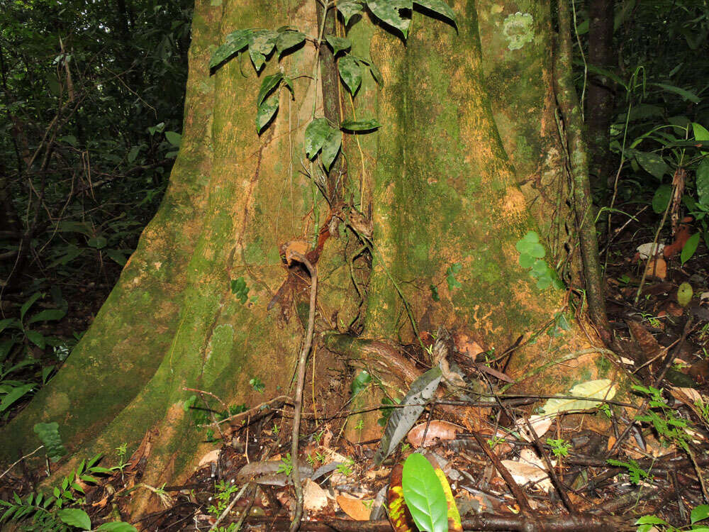 Image de Pseudopiptadenia psilostachya (DC.) G. P. Lewis & M. P. Lima