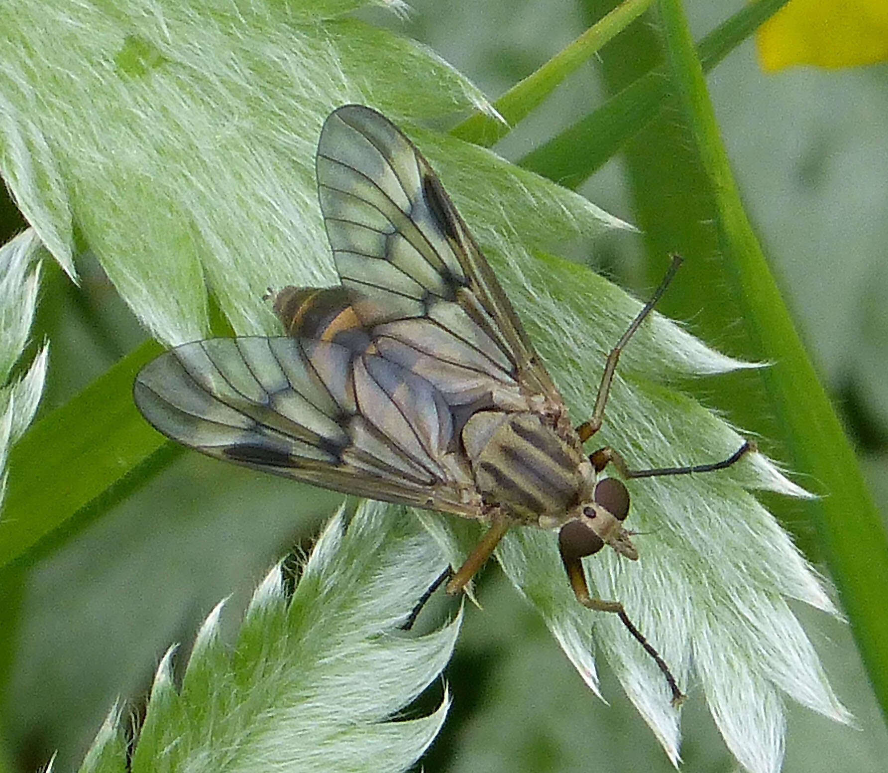 Image of snipe flies