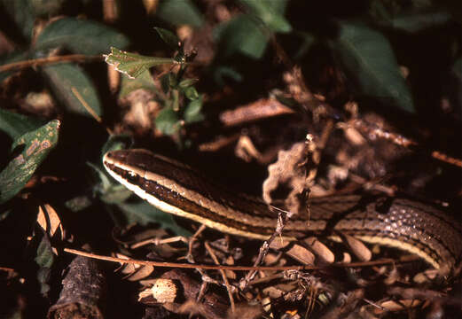 Image of Conophis Peters 1860