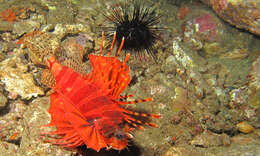 Image of Zebra lionfish