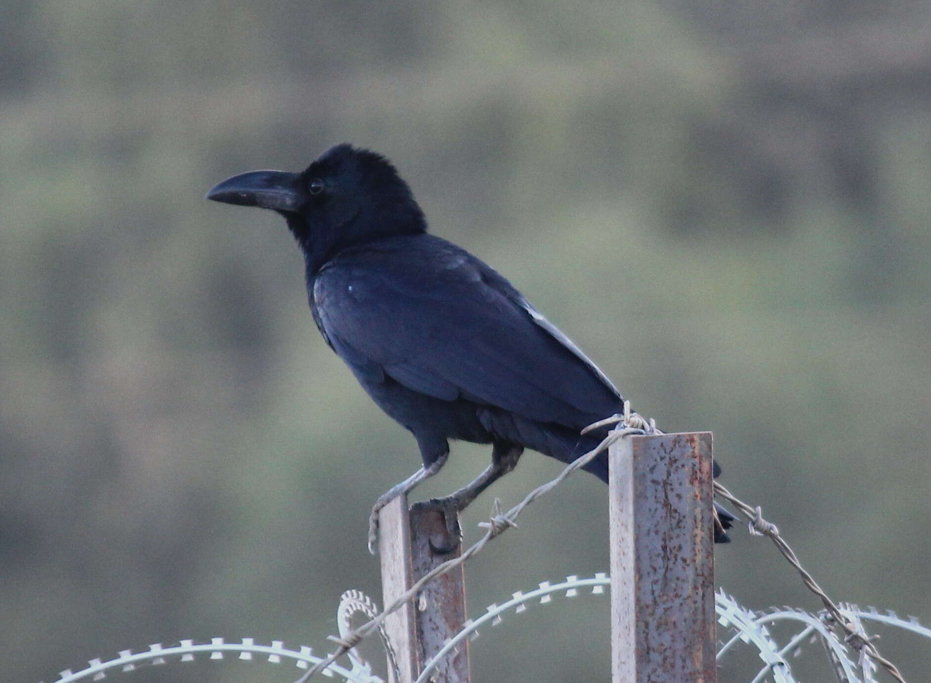 Слика од Corvus macrorhynchos