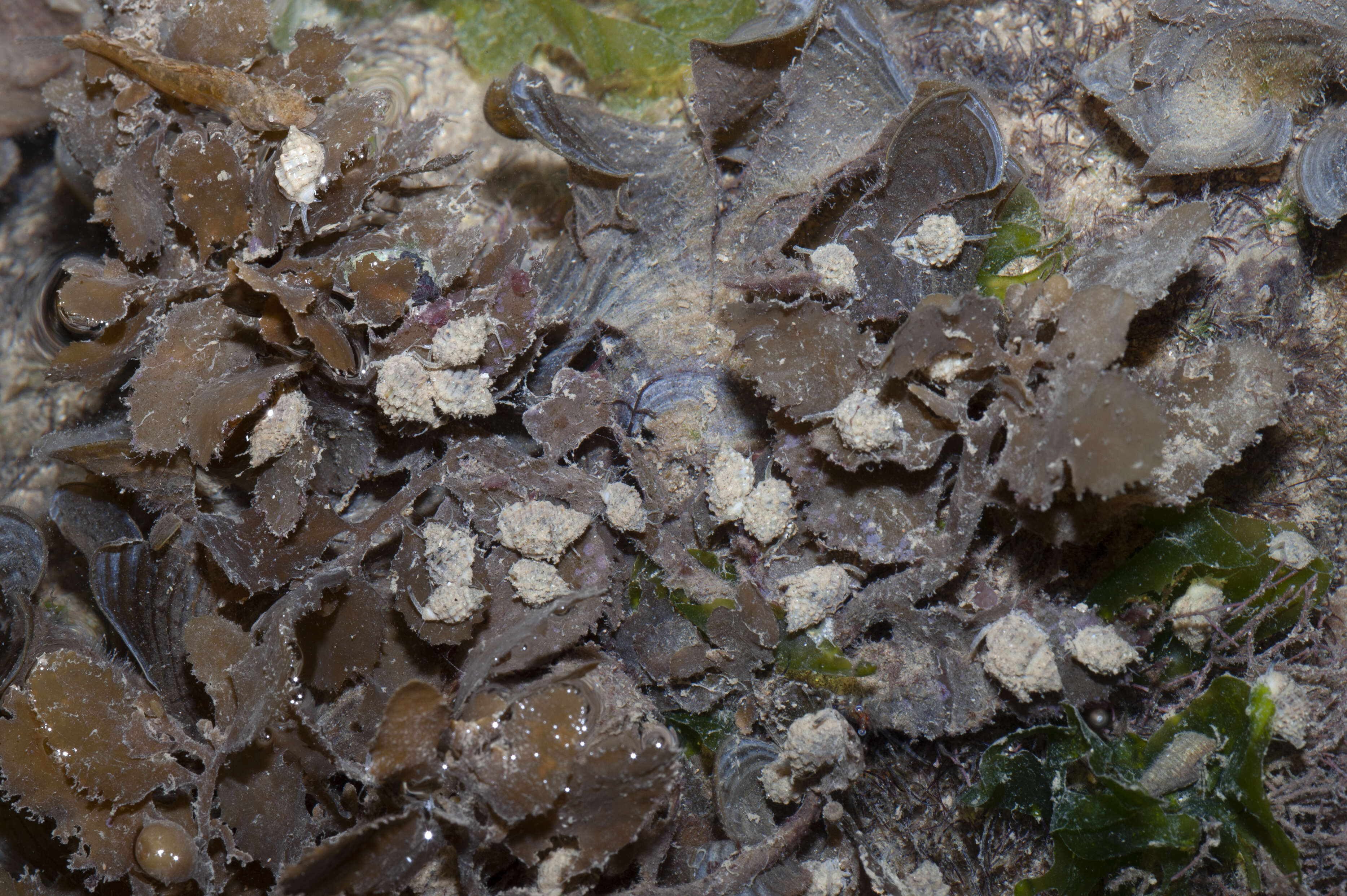 Image of nassa mud snails