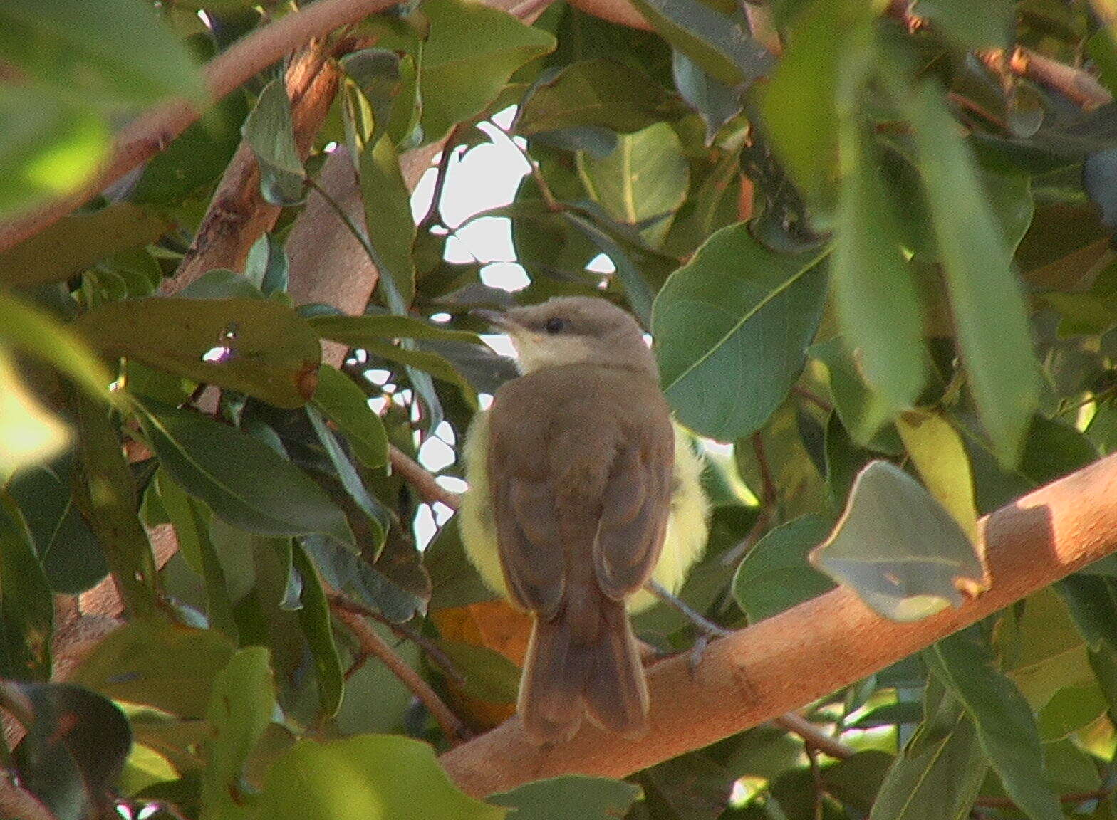 Image of Machetornis Gray & GR 1841