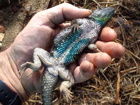 Image of Duges' Spiny Lizard