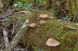 Image of Lentinus substrictus (Bolton) Zmitr. & Kovalenko 2016