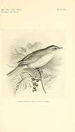 Image of Typical warblers