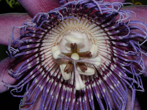 Imagem de Passiflora quadrangularis L.