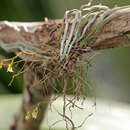 Image of needleroot airplant orchid