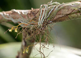 Image of needleroot airplant orchid