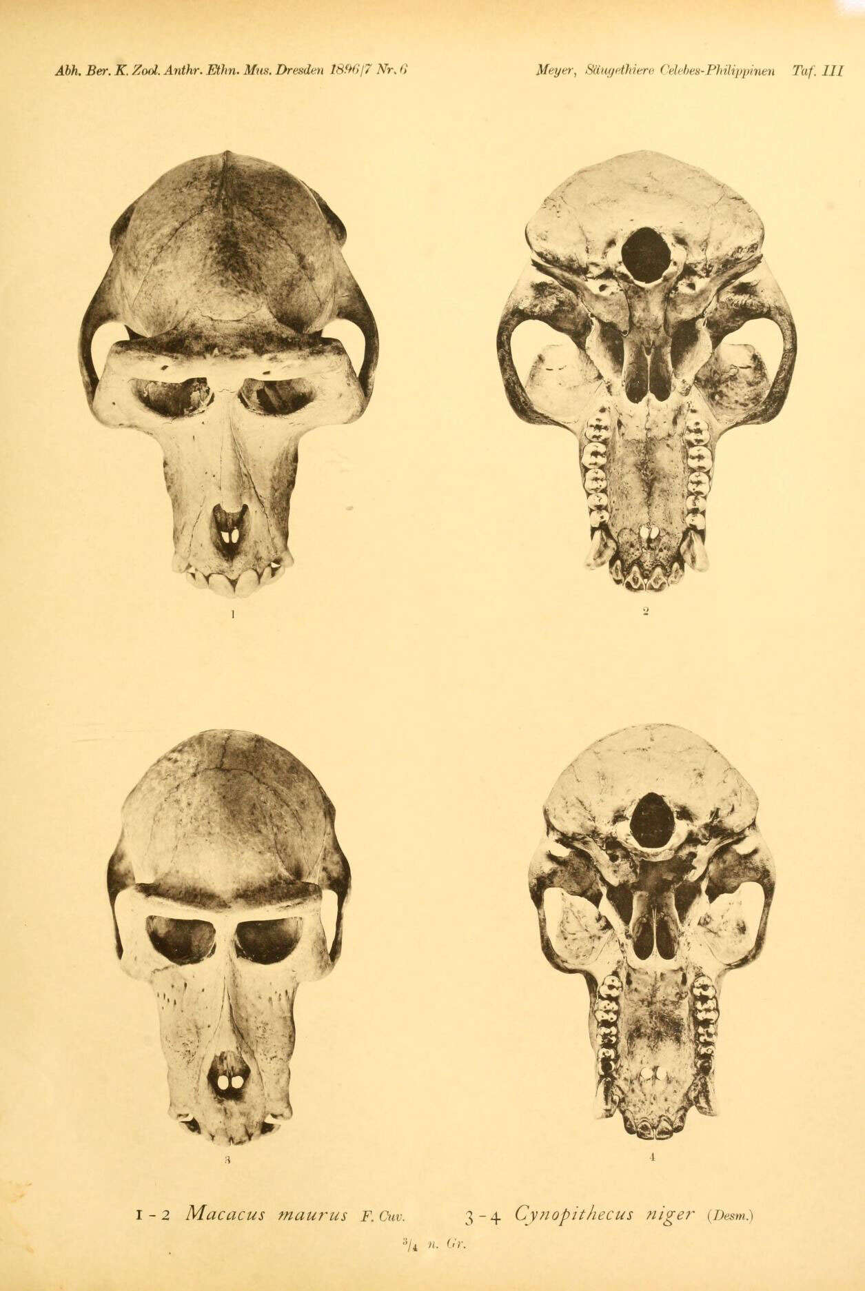 Macaca maura (Schinz 1825) resmi