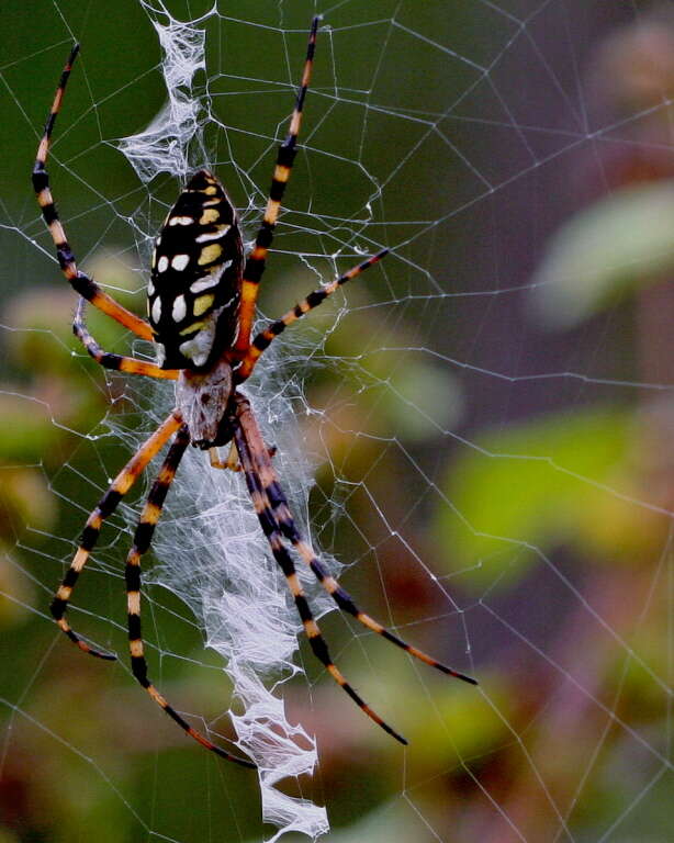 Image of Argiope