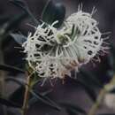 Image of Pimelea floribunda Meissn.