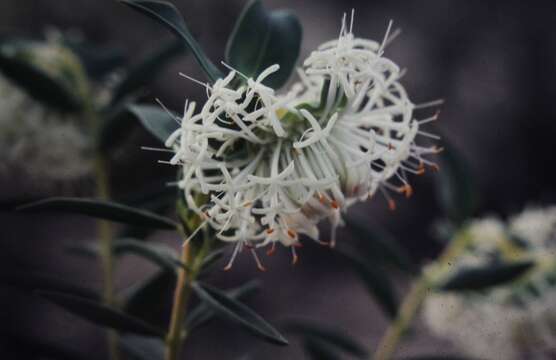 Image of Pimelea floribunda Meissn.