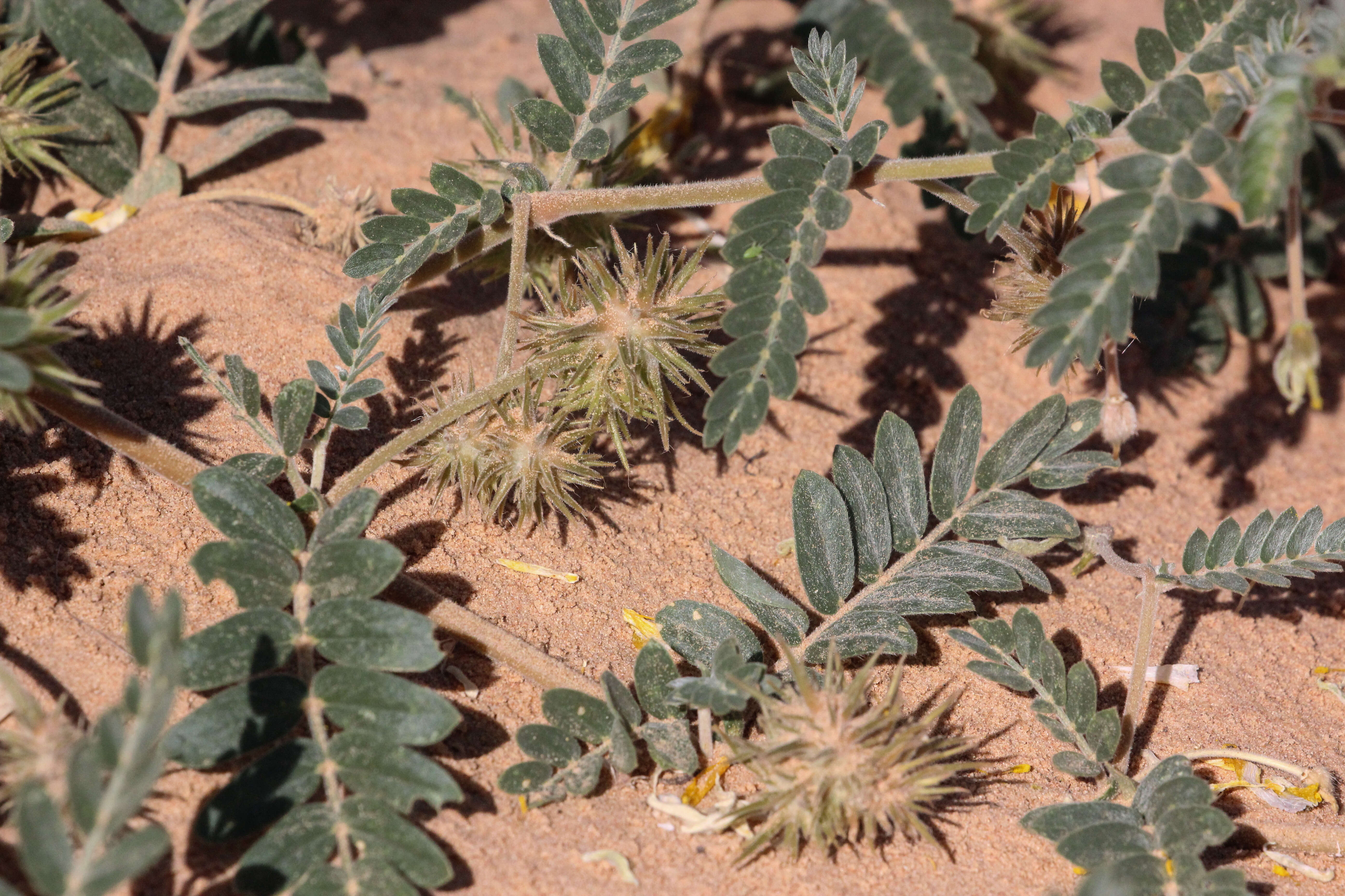 Image of puncture vine