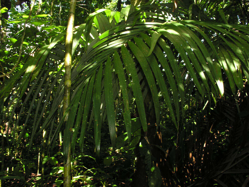 Image of Bamboo Palm