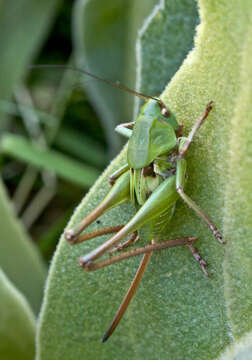 Image of Decticus