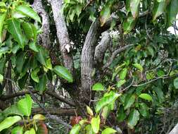 Image of elaeocarpus