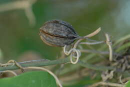 Image of Andalusian Dutchman's Pipe