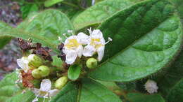 Image of Cordia nodosa Lam.