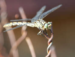 Imagem de Onychogomphus Selys 1854