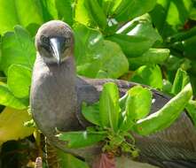 Image of Red-footed Booby