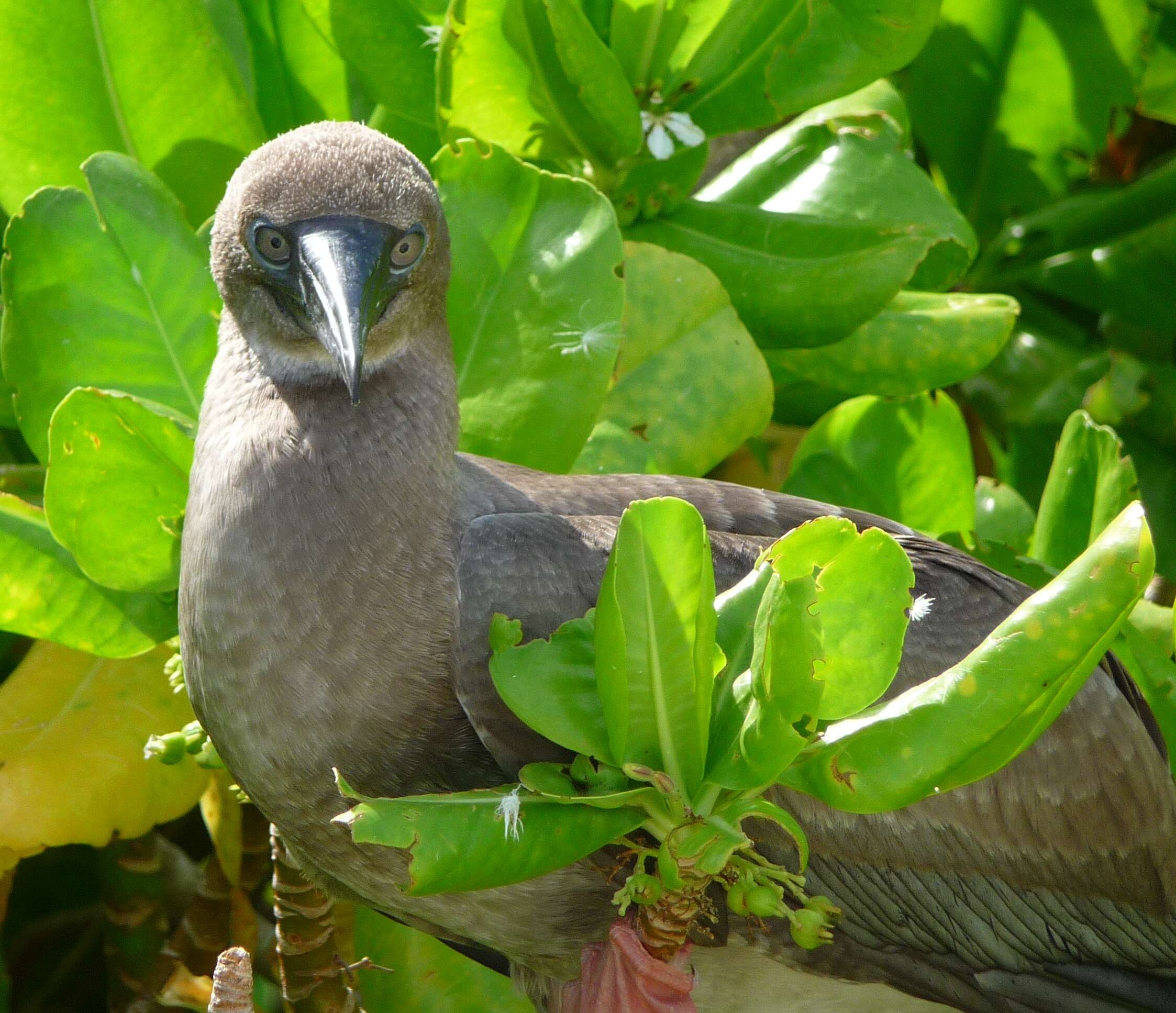 Image of Red-footed Booby