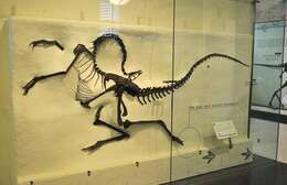 Image of Struthiomimus Osborn 1916