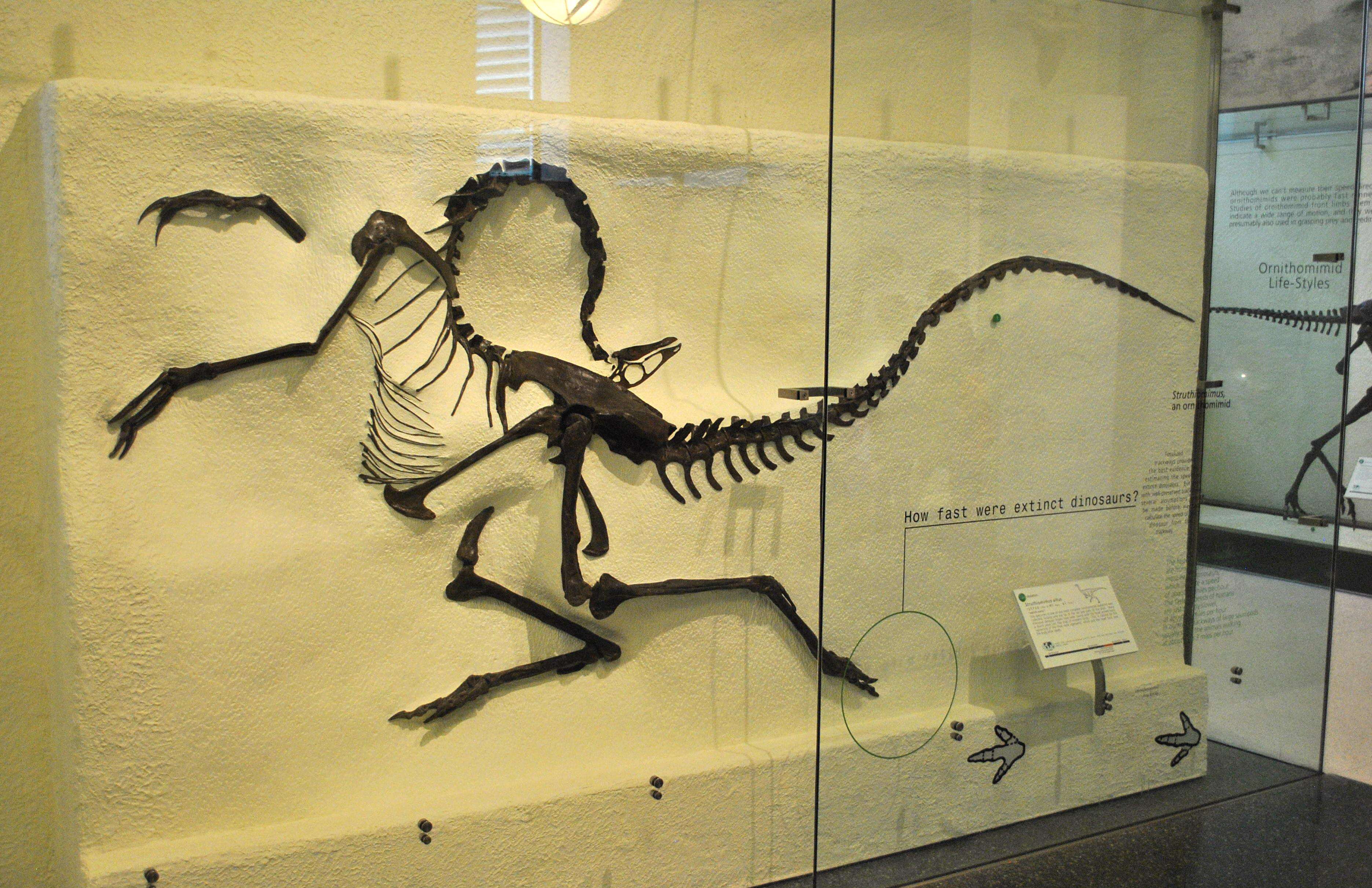 Image of ornithomimids