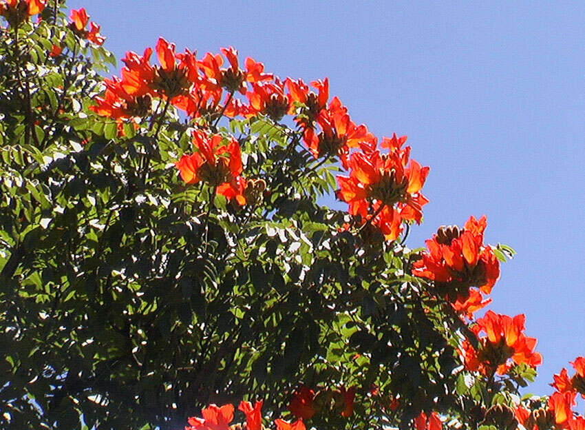 Image of African tulip tree