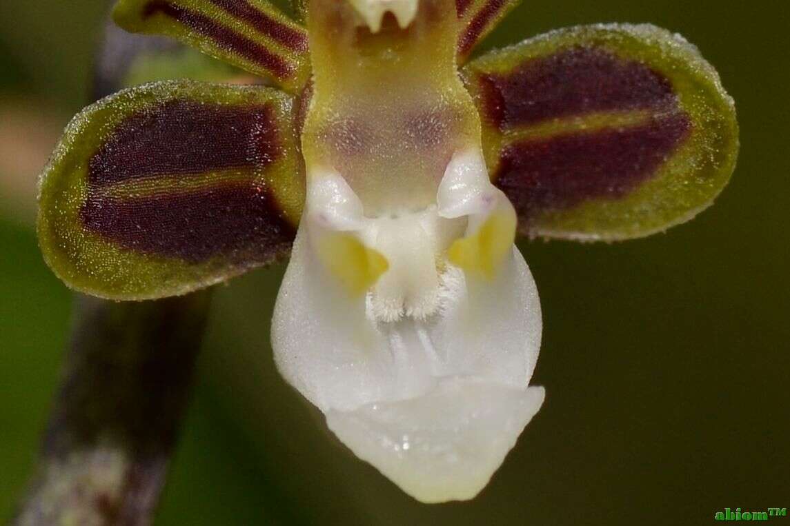 Image of Cleisostoma subulatum Blume