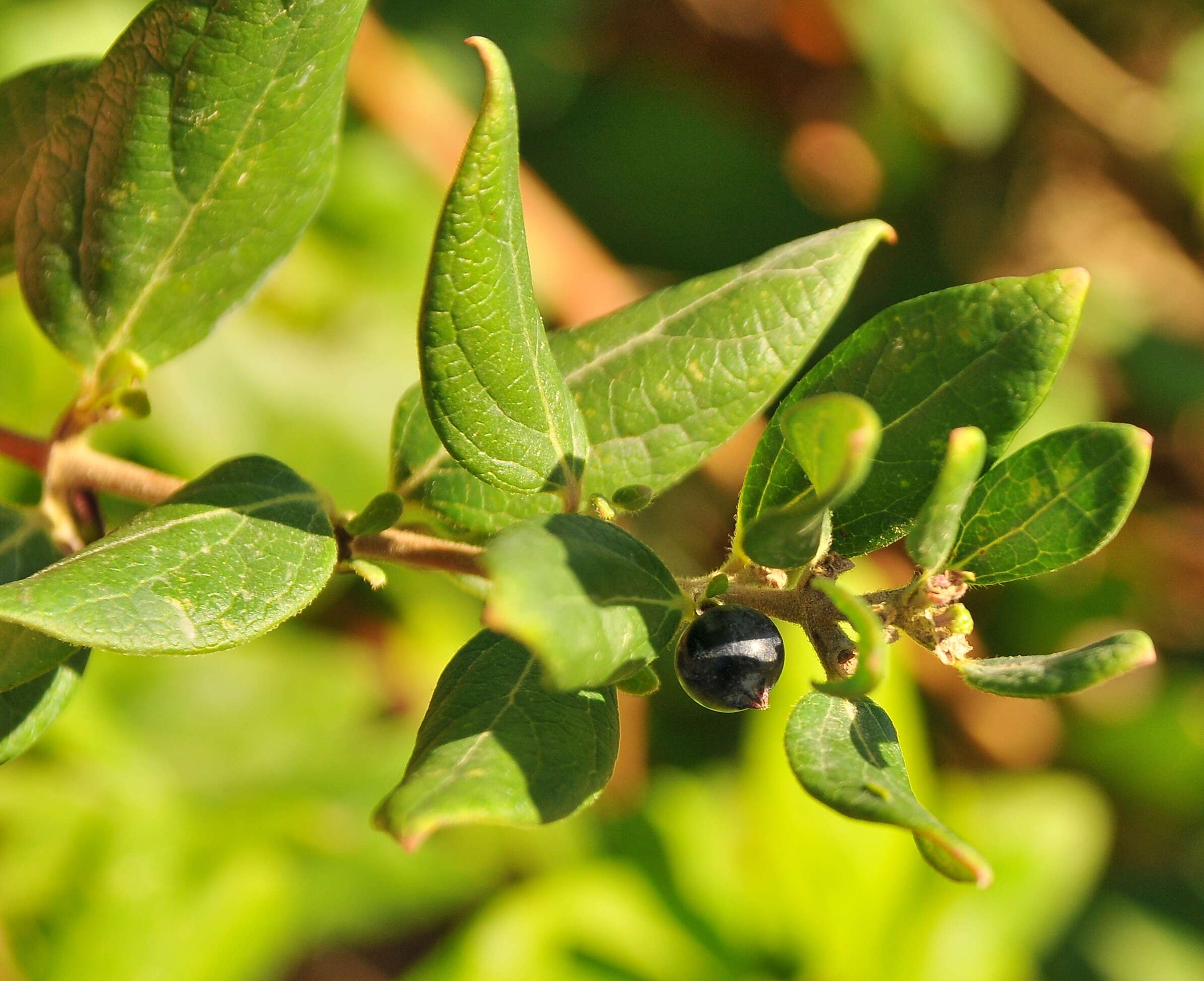 Image of Lonicera