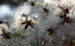 Image of fragrant clematis