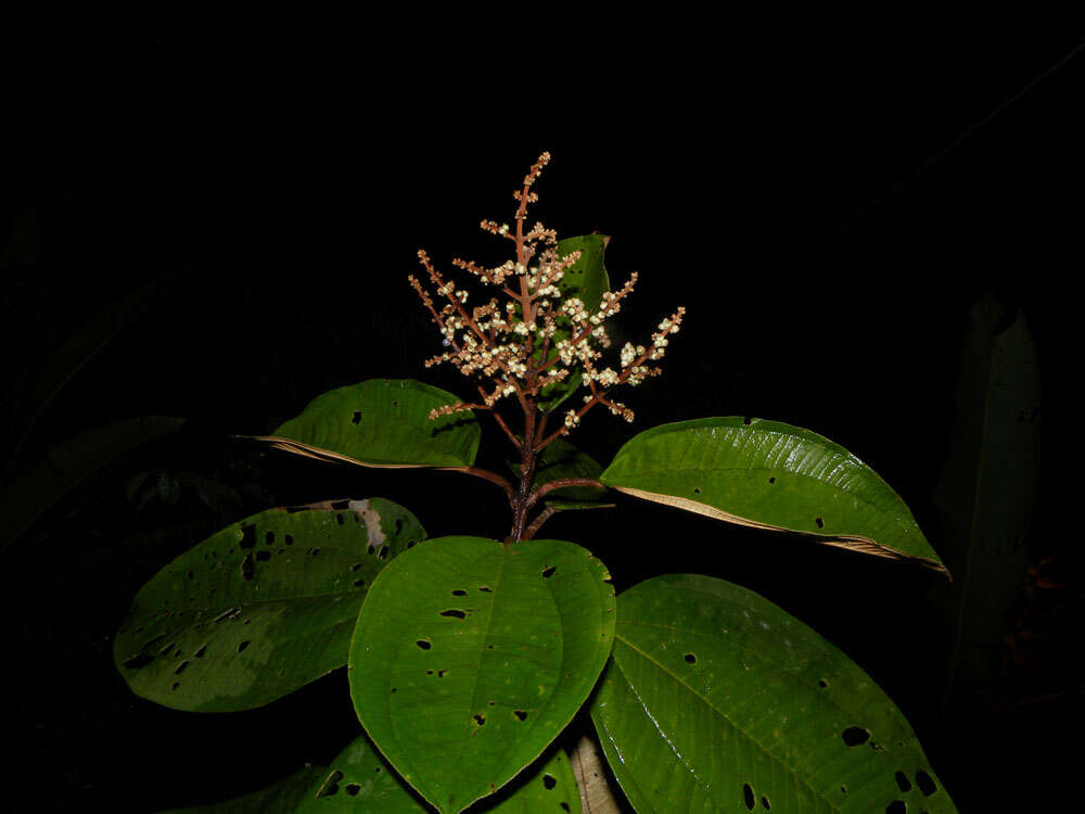 Image of Miconia elata (Sw.) DC.