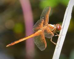 Image of Libellula Linnaeus 1758