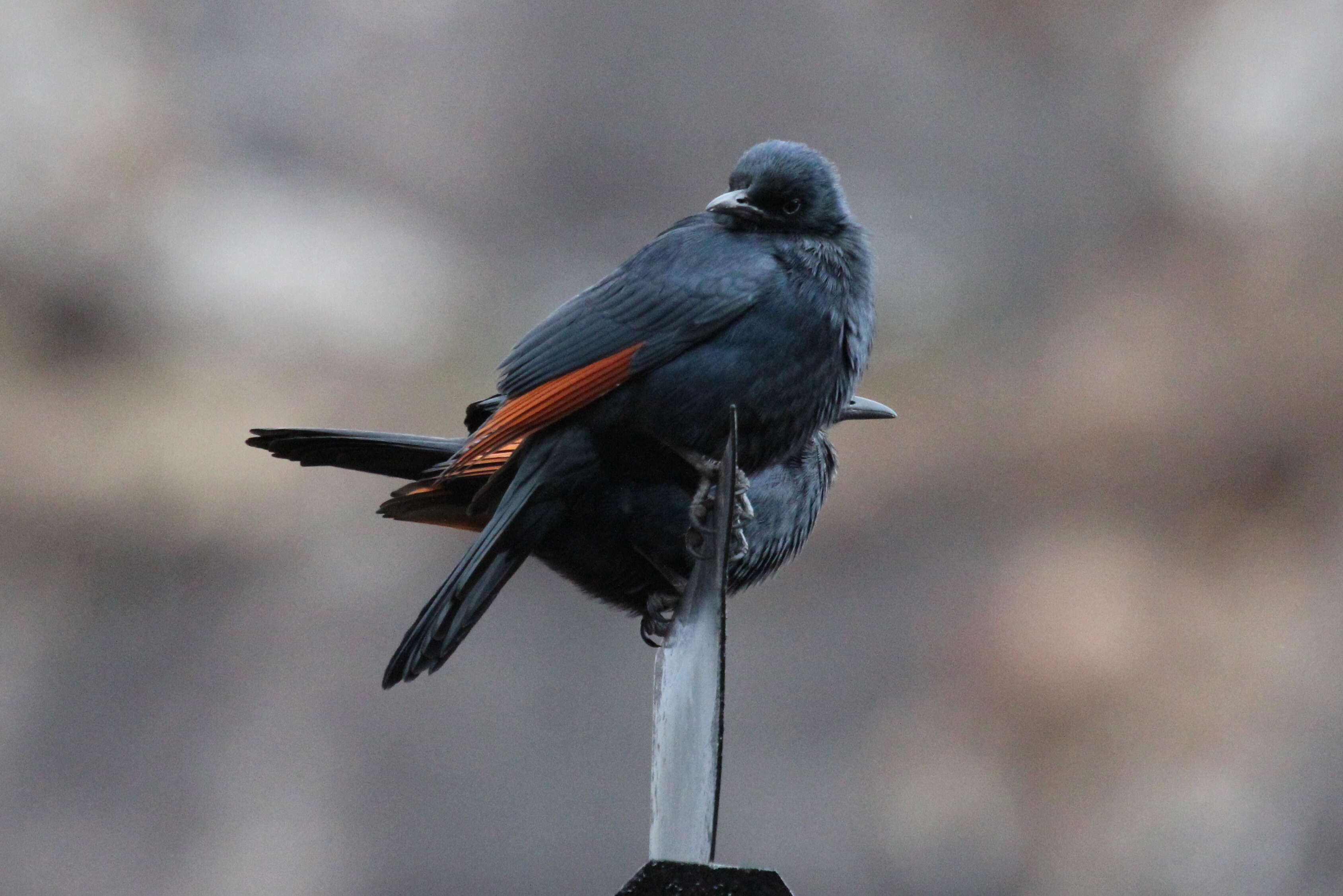 Image of Red-winged Starling