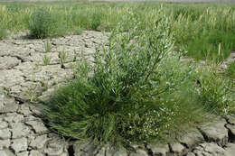 Image of Alkali or Salt Grasses