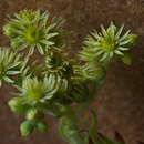 Image of Sempervivum ciliosum Craib