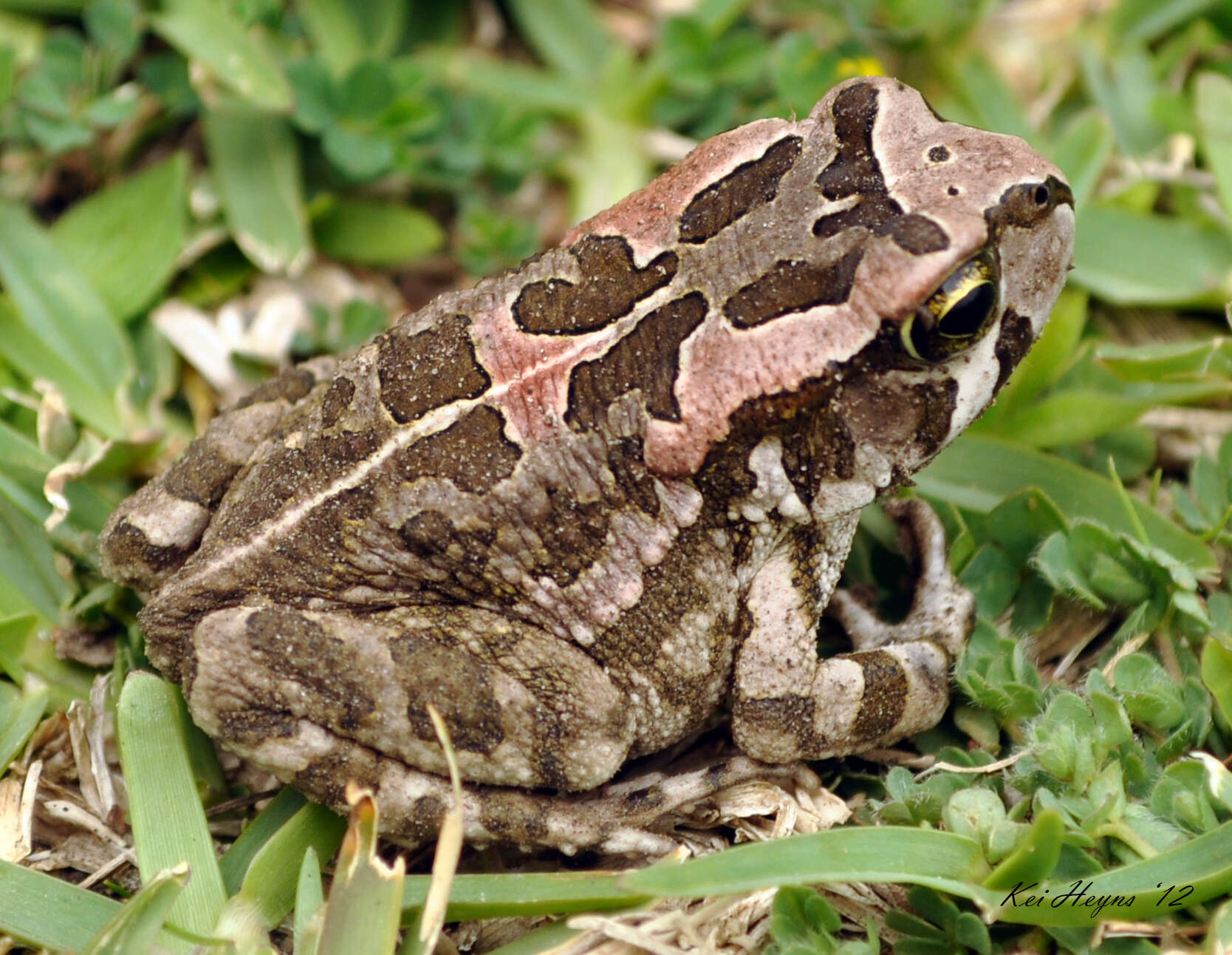 صورة Sclerophrys capensis Tschudi 1838