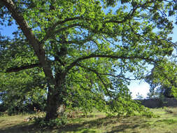 Image of Sweet Chestnut