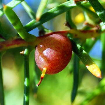 Image of Persoonia juniperina Labill.