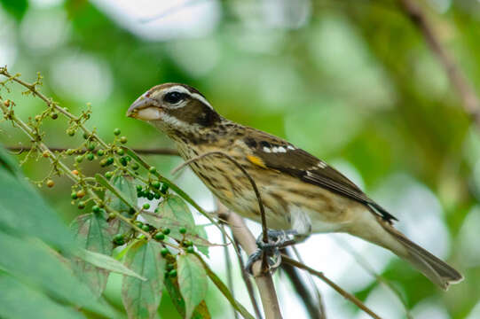 Image of Rose-breasted Grosbeak