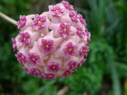 Image of Waxflowers