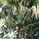 Image of Double Coconut Palm