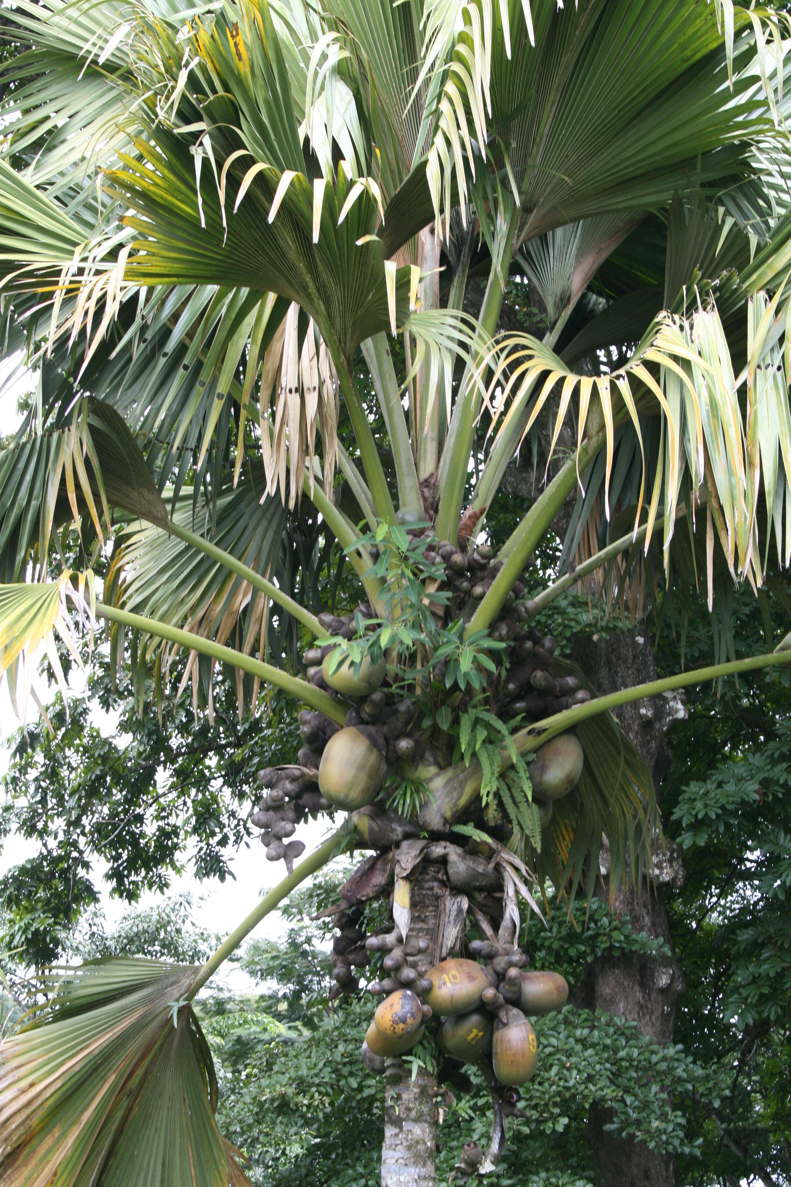 Sivun Seychellienpalmut kuva