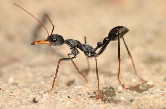 Image of Bull ants